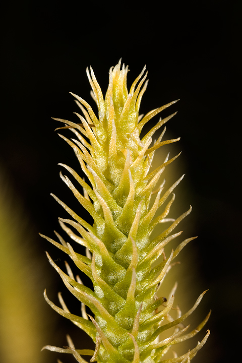 Lycopodiella inundata / Licopodio inondato